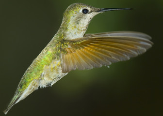 Hummingbird Rising
