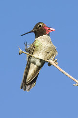 Itchy Hummingbird