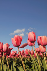 pink tulips in skagit valley farm field