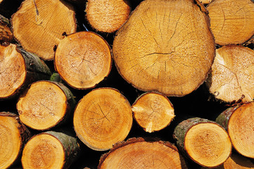 Pile of wooden logs