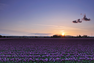 skagit valley tulip field sunset