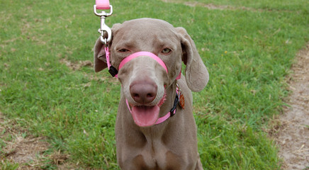 Weimaraner