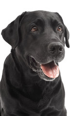 close-up Black Retriever Labrador Dog isolated