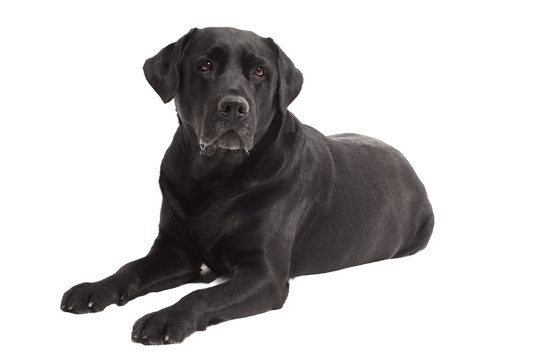 lying Black Retriever Labrador Dog isolated