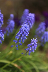 Obraz premium Muscari botryoides flowers