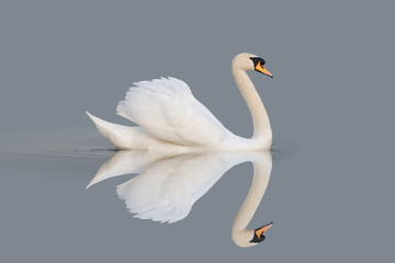 Obraz premium Swan reflections