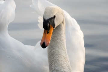 Graceful swan