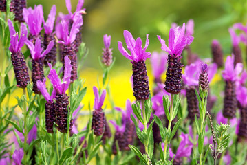Fototapeta premium Wild lavender in alentejo, Portugal.