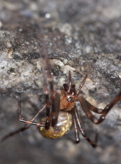 European cave spider (Meta menardi)