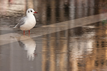 gabbiano che aspetta un amico
