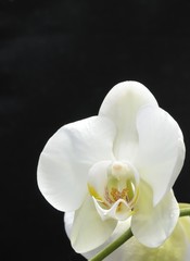 Fototapeta na wymiar Orchidaceae II
