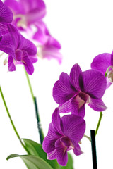 Fototapeta na wymiar phaleanopsis, storczyk purpurowy, biały