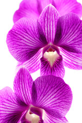 fleurs de phaleanopsis, orchidée mauve, fond blanc