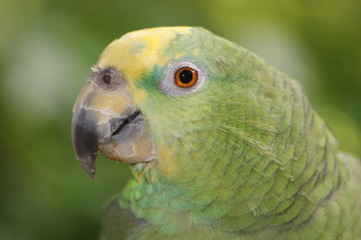 green parrot