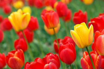 Red and yellow tulips