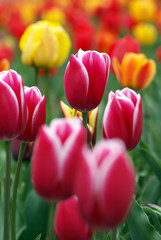 Colorful tulips