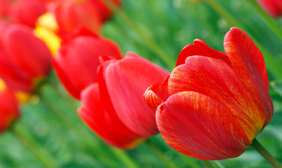Red tulips