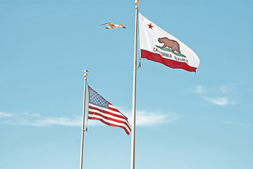 the seagull and the flags