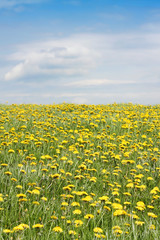 Field of dandelions