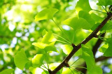 新緑の枝葉