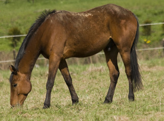 Obraz premium english horse race