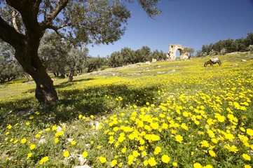 città Archeologica Romana  di Dougga in Tunisia