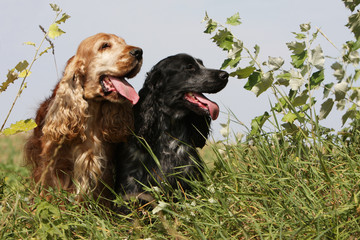 deux cockers anglais dans la même position
