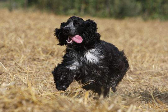 254 Best Cocker Anglais Images Stock Photos Vectors Adobe Stock 254 Best Cocker Anglais Images Stock Photos Vectors Adobe Stock