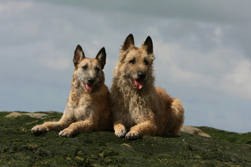 un laekenois adulte et son chiot