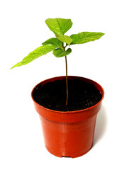 green plant is a flowerpot