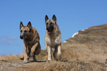 deux chiens marchant ensemble