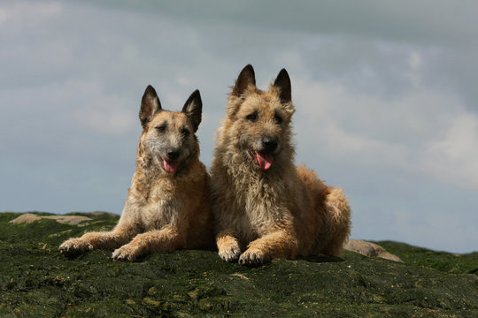 un laekenois adulte et son chiot
