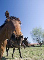 Fototapeta premium english horse race