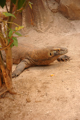 komodo dragon