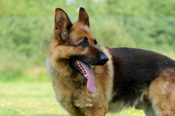 Stehender Schäferhund