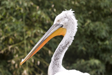 Pelican