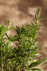 Rosemary