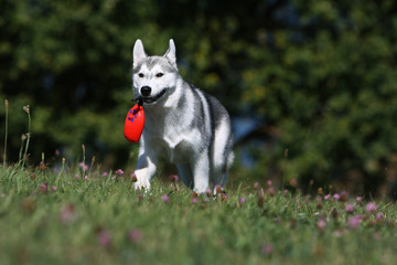 siberian husky rapportant son jouet
