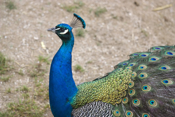 Obraz premium peacock