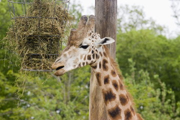 giraffe
