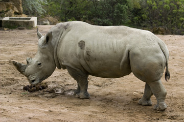 Naklejka premium rhinoceros
