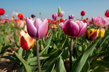 Colorful tulips in Holland