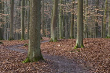 Ein Weg durch einen Buchenwald