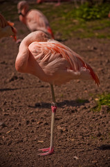 Flamingo