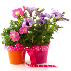 Petunia in colorful buckets as a gift