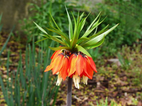 Kaiserblume