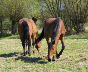 Obraz premium english horse race