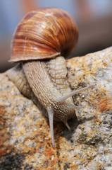 Überleben durch Anpassen