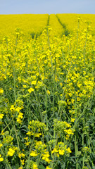 Fahrspur im Rapsfeld