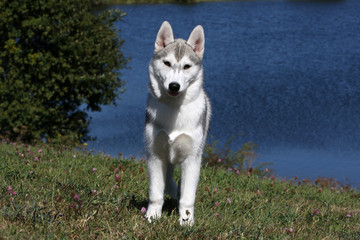 chien nordique de face